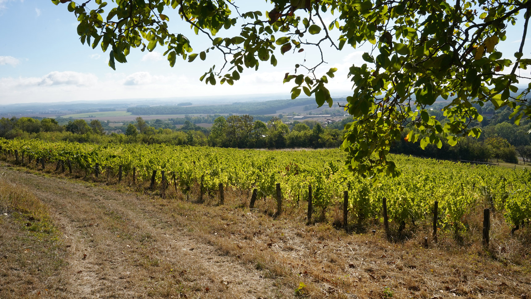 Vignes à Marieulles-Vezon